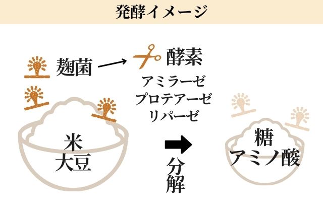 016発酵解説イラスト1